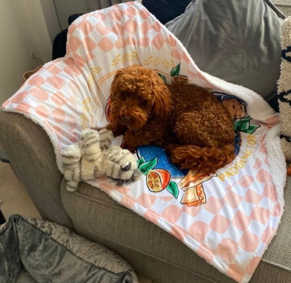 Customer photo review of Paddington™ Dog Blanket - Peckish Paddington
