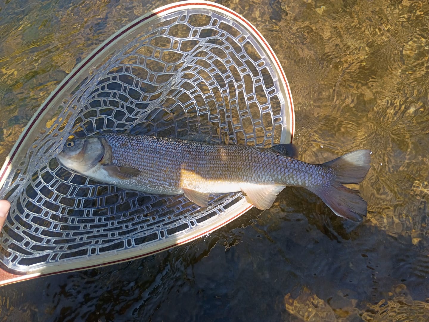 Customer photo review of Redington Field Kit Euro