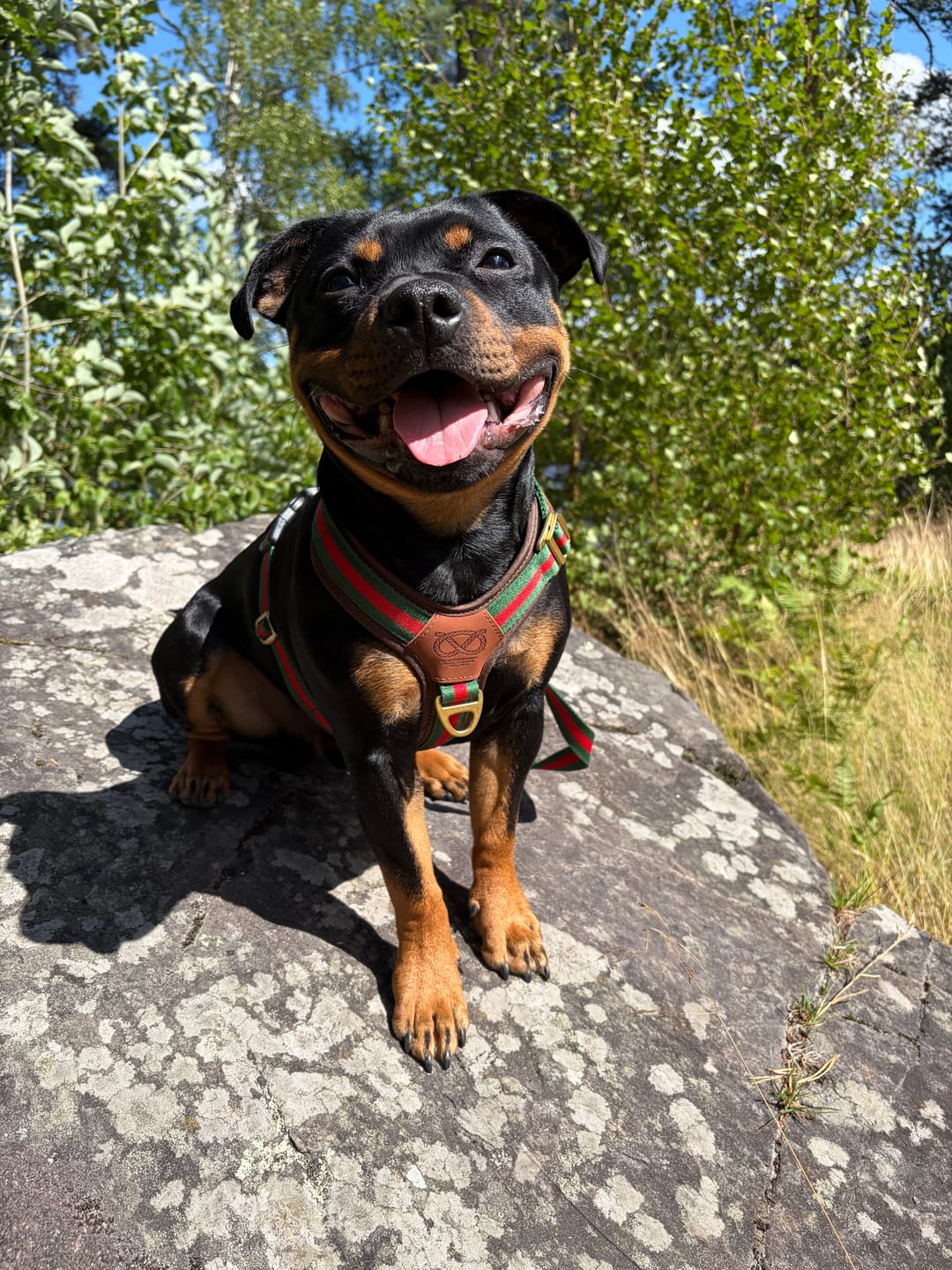 Customer photo review of Staffordshire Bull Terrier 1935® Harness & Leash Set - Rosso Verde Edition