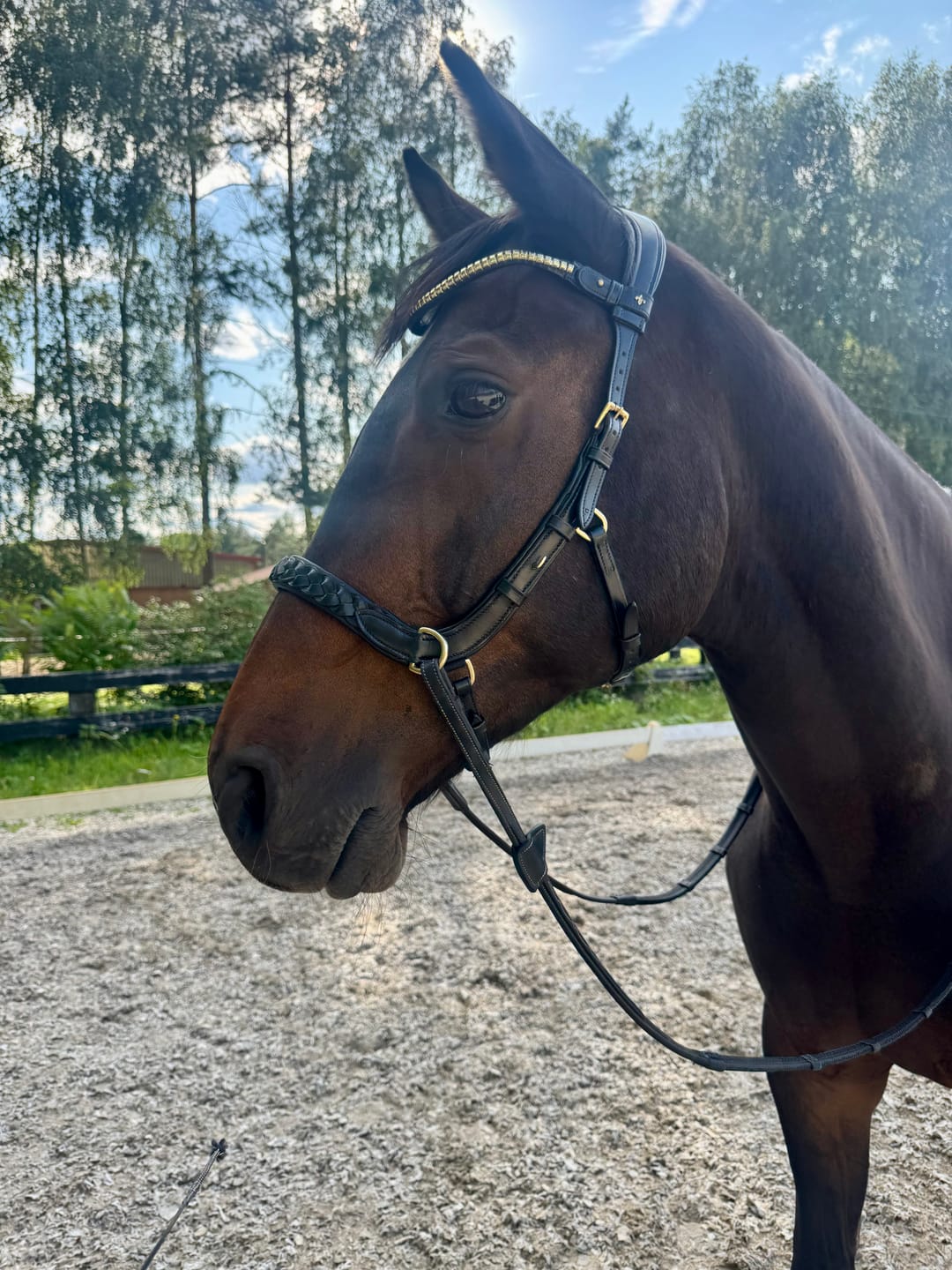 Customer photo review of Slim Klinker browband
