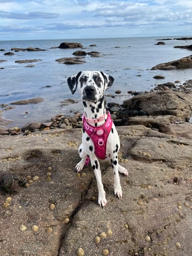 Customer photo review of Tough Trails™ Harness - Walkies Ready® Raspberry Pink