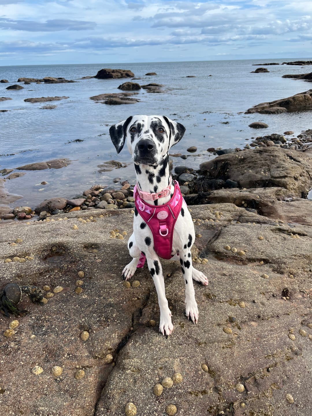 Customer photo review of Tough Trails™ Harness - Walkies Ready® Raspberry Pink