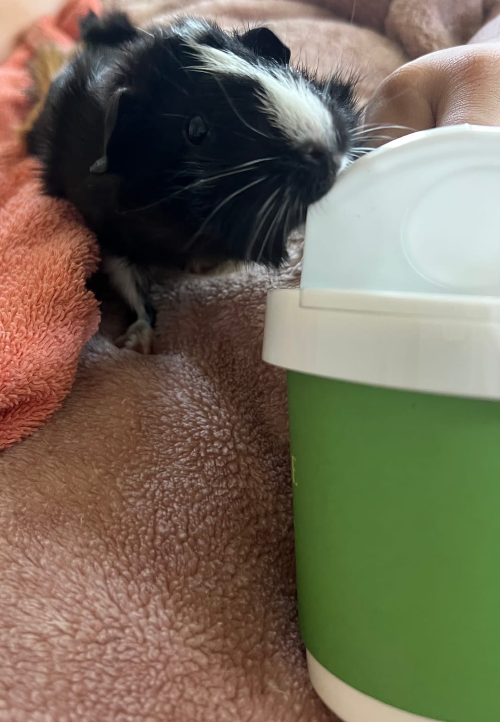Customer photo review of GuineaDad Pea Flakes Treat Cups (100% All Natural)