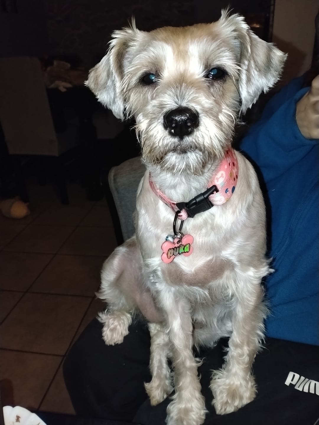Customer photo review of PetFamily Foods Cerdo Nordico