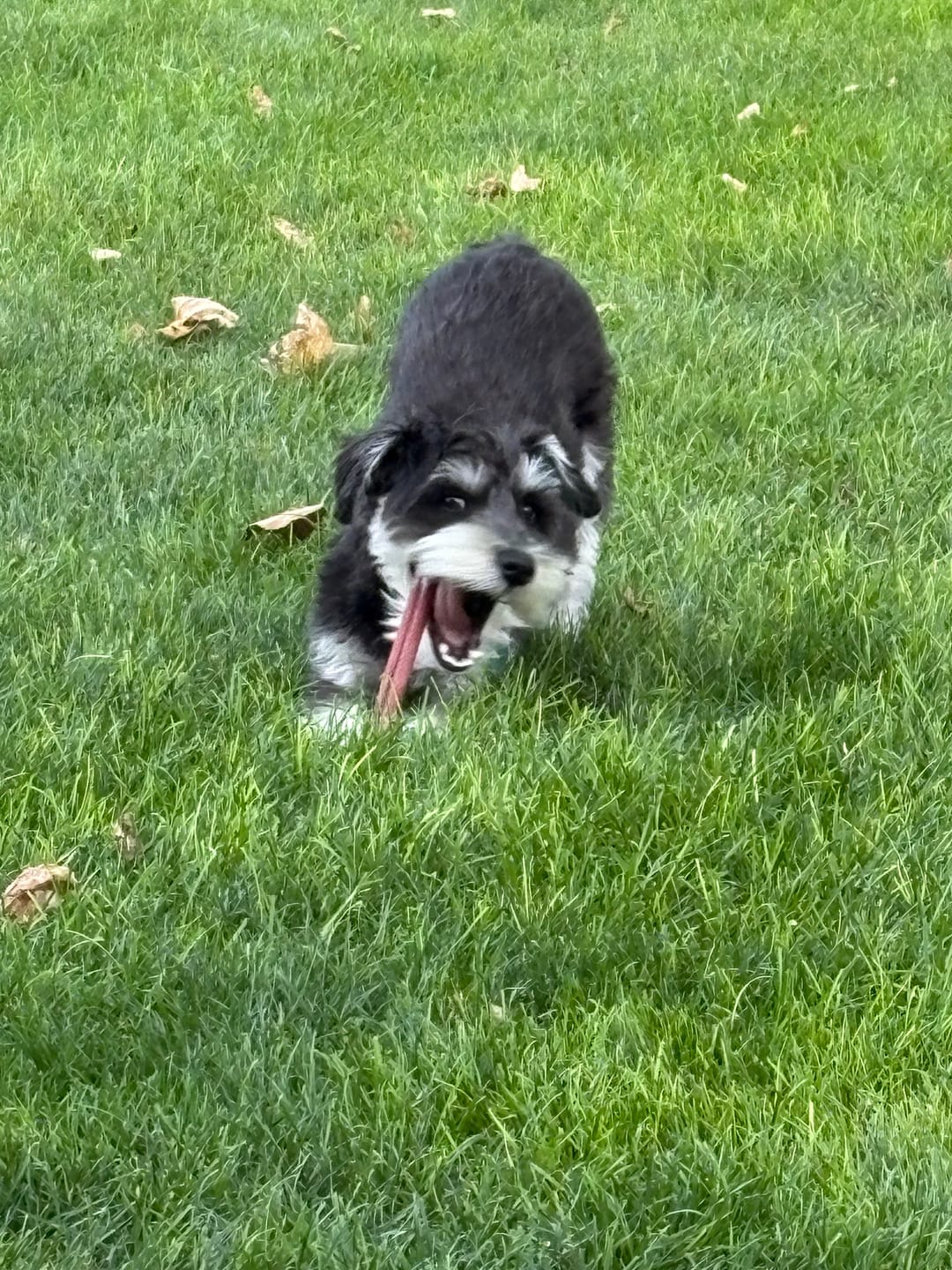 Customer photo review of 6 Inch Standard Bully Stick