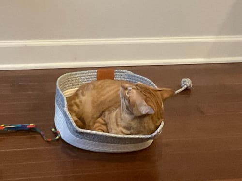 Customer's orange tabby cat resting inside the round Instinct Basket on a wood floor.