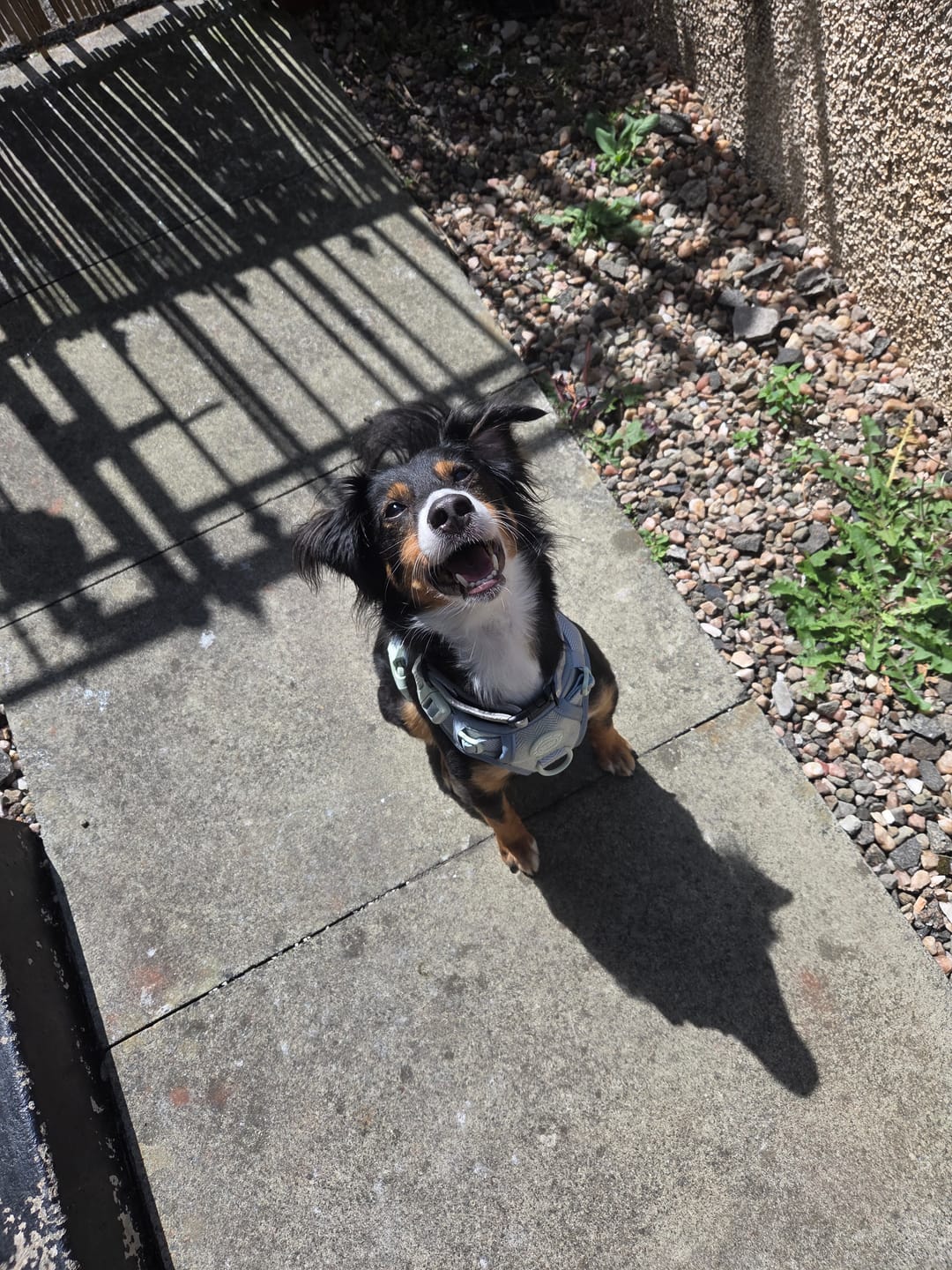 Customer photo review of Trail & Glow Tweed Dog Harness - Colour Drops - Sage Tweed