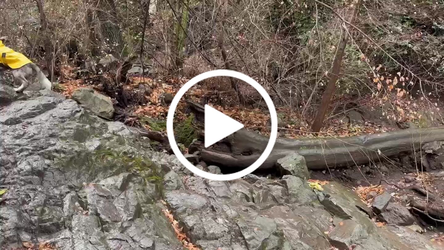 Customer video review of Impermeable para perros Fitz Roy — Amarillo