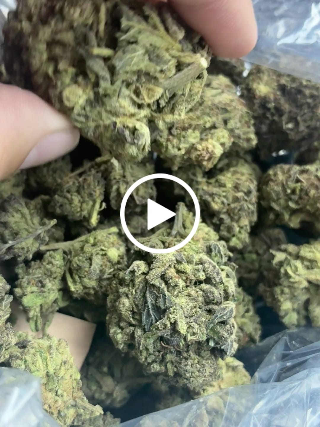 Customer video review of Warheads - Bulk - Sativa