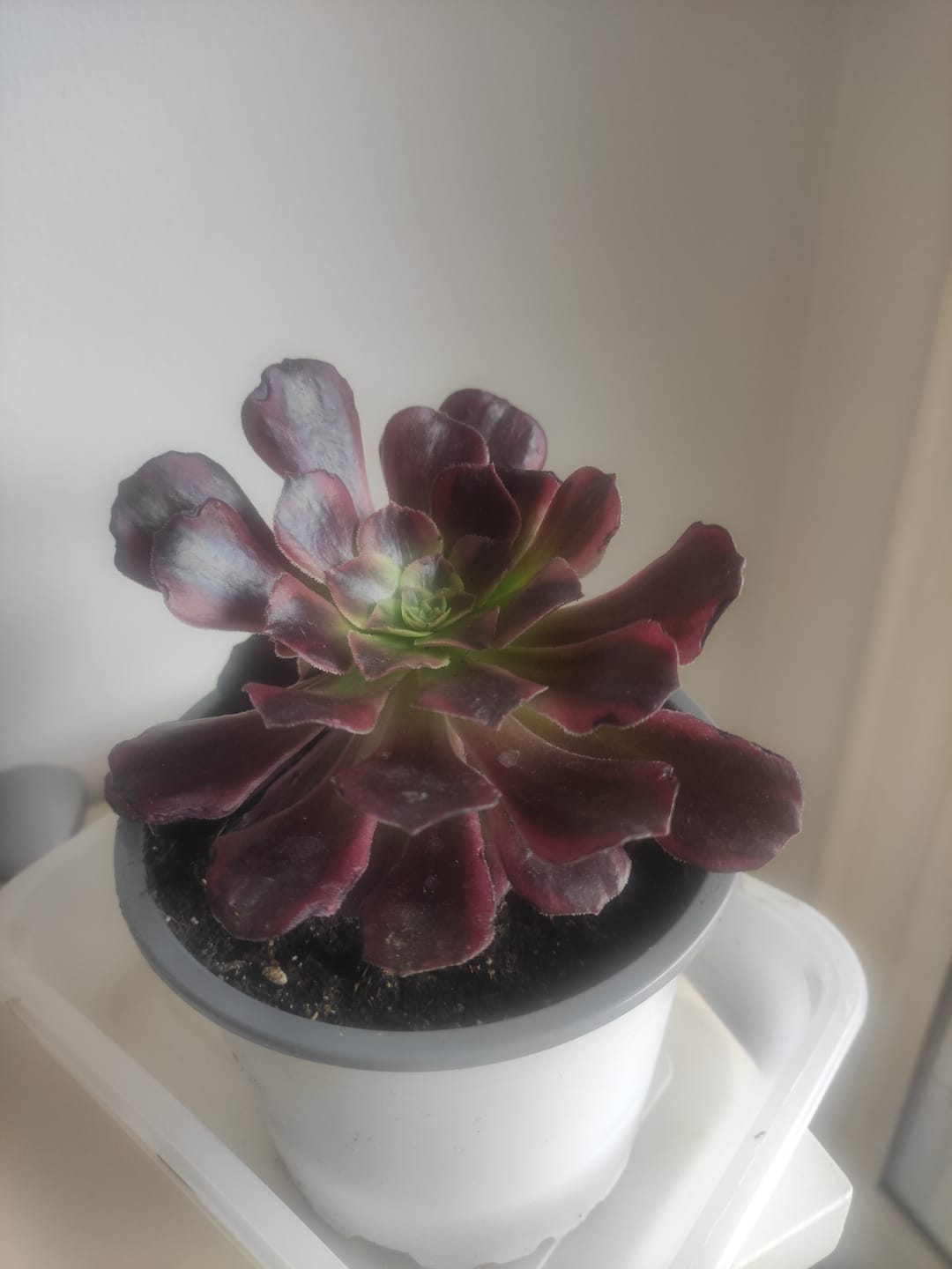 Customer photo review of Aeonium Anna