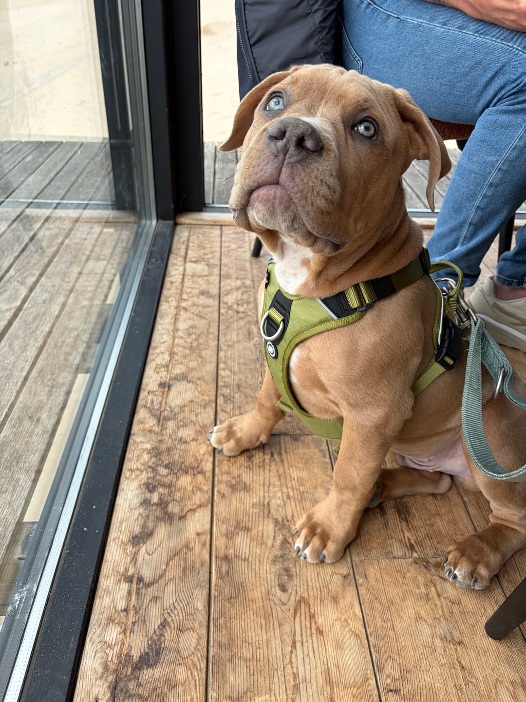 Customer photo review of Anti Pull Hurricane Harness Lighter | With Handle - Olive Green