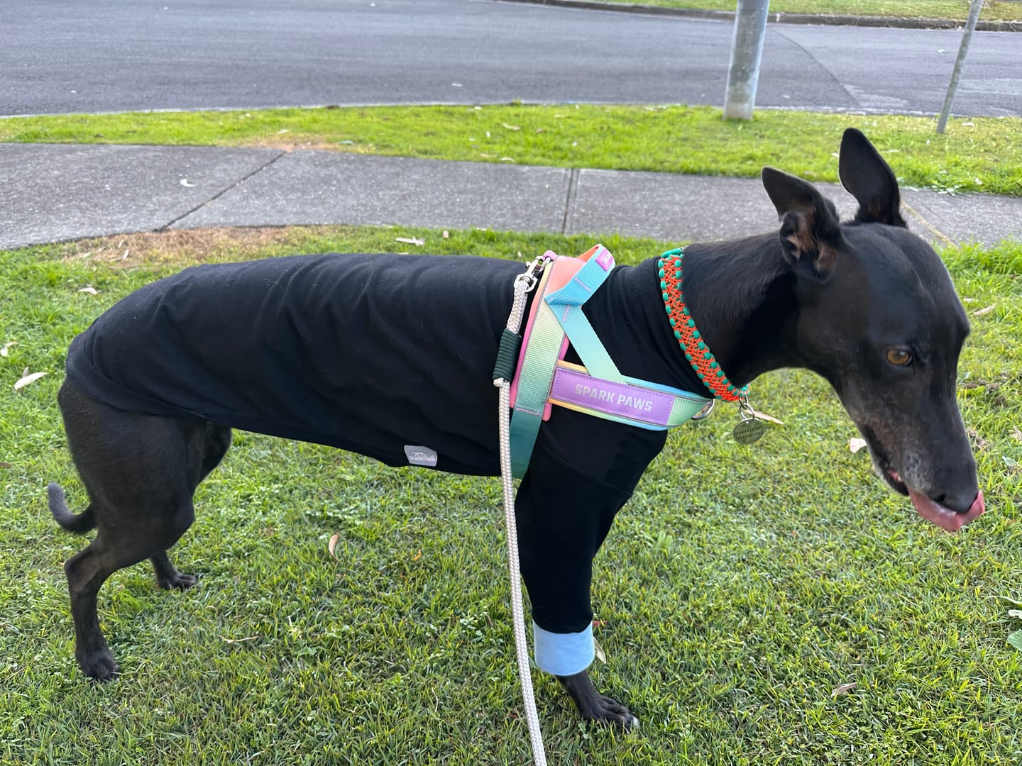 Customer photo review of Grab & Go Harness - Pastel Icing