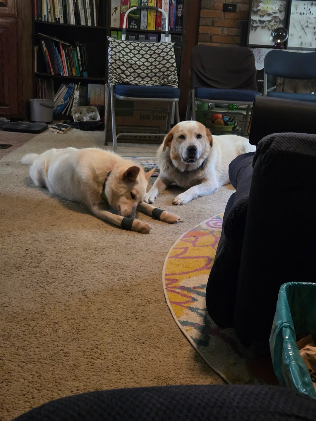 Customer photo review of All Weather Dog Booties - Doccasins - 1 pair