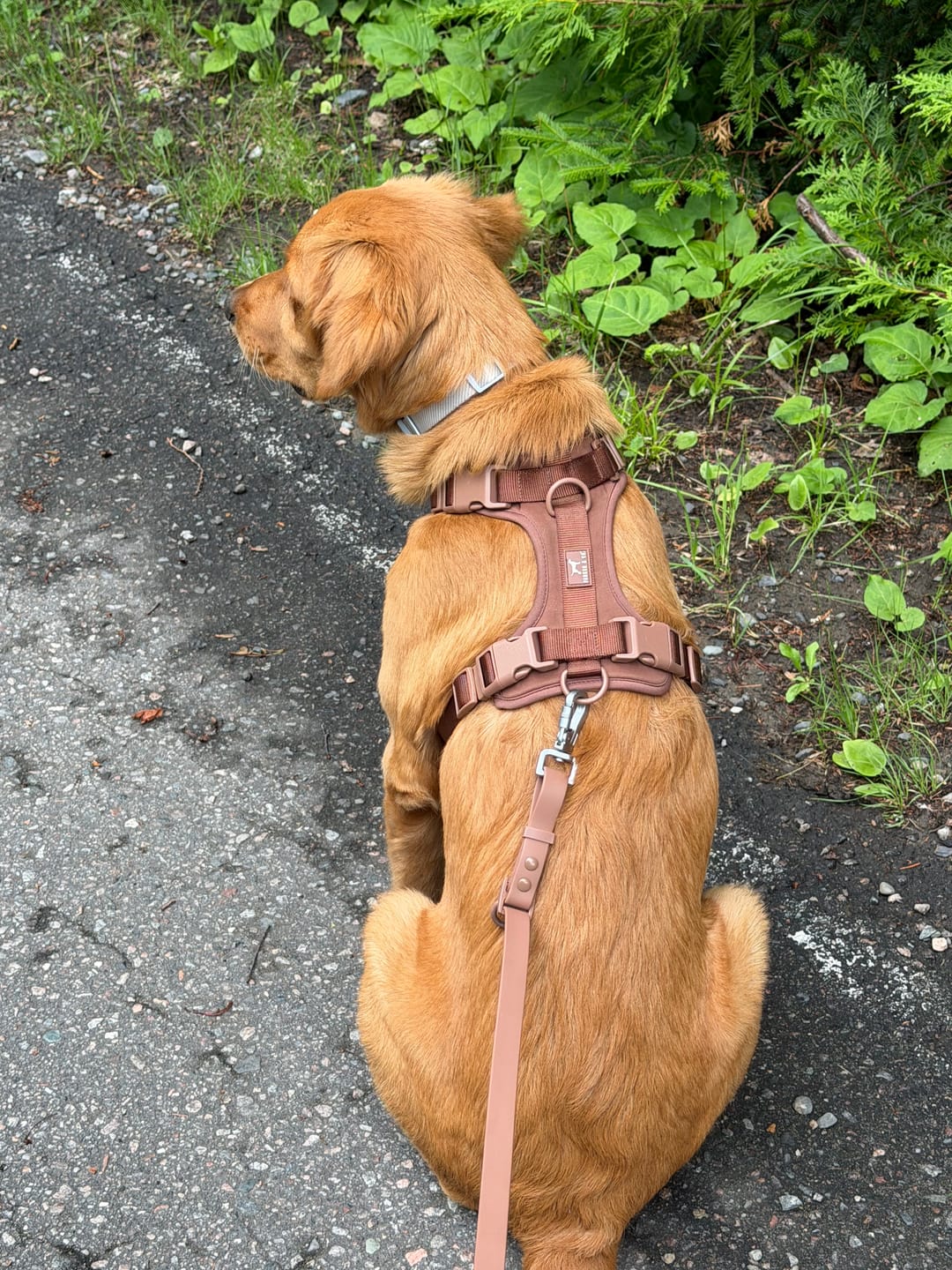 Customer photo review of Solace Adjustable Dog Harness