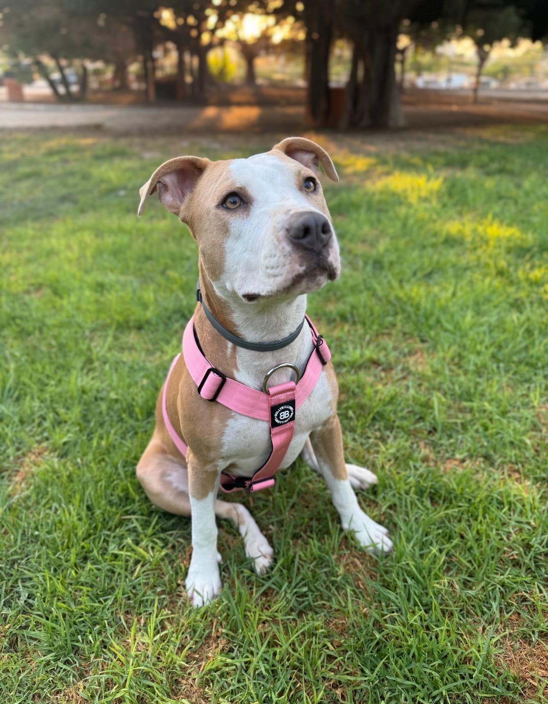 Customer photo review of Anti-Pull TRI-Harness® | Training Dog Harness for All Breeds - Pink