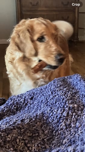 Customer's Golden Retriever holding a Monster Bully Stick in its mouth, viewed over a soft blue blanket.