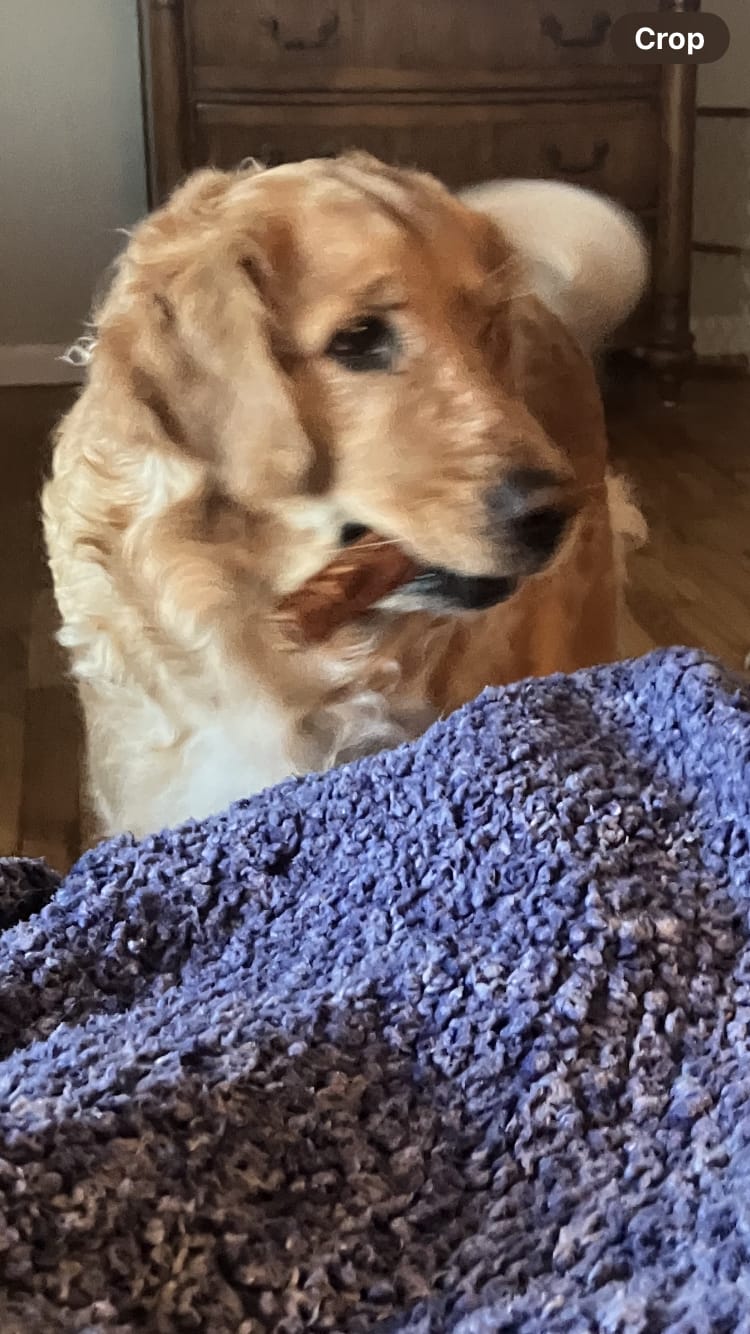 Customer photo review of 12 Inch Monster Bully Stick