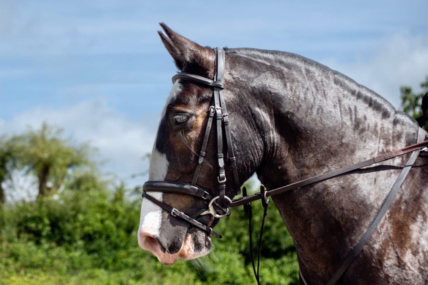 Customer photo review of Horse Duo Pack