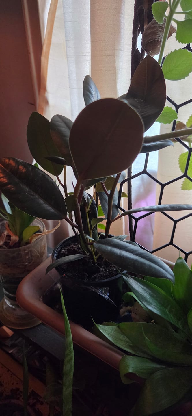 Customer photo review of Rubber Tree - Ficus Elastica Burgundy - 4” Pot Indoor live rubber tree - Easy care houseplant - Home decor plant - Gift plant