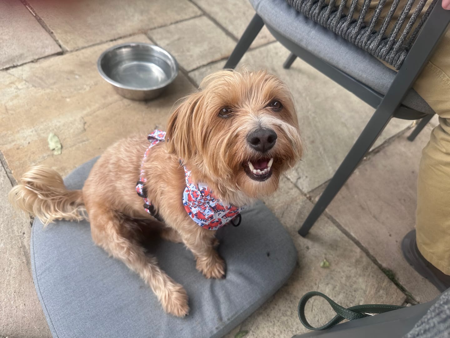 Customer photo review of Adjustable Dog Harness - Holy Crab
