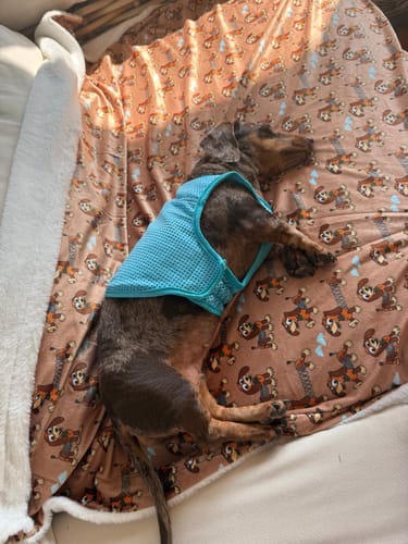 Customer photo review of Disney© Dog Blanket - Slinky