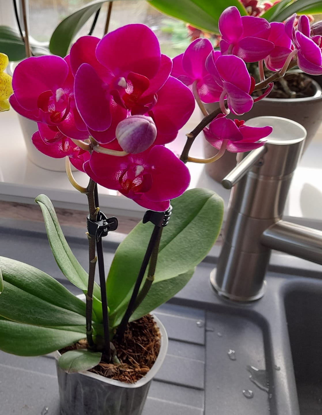 Customer photo review of Phalaenopsis Palenque mit magentafarbenen Blüten und 2 Rispen