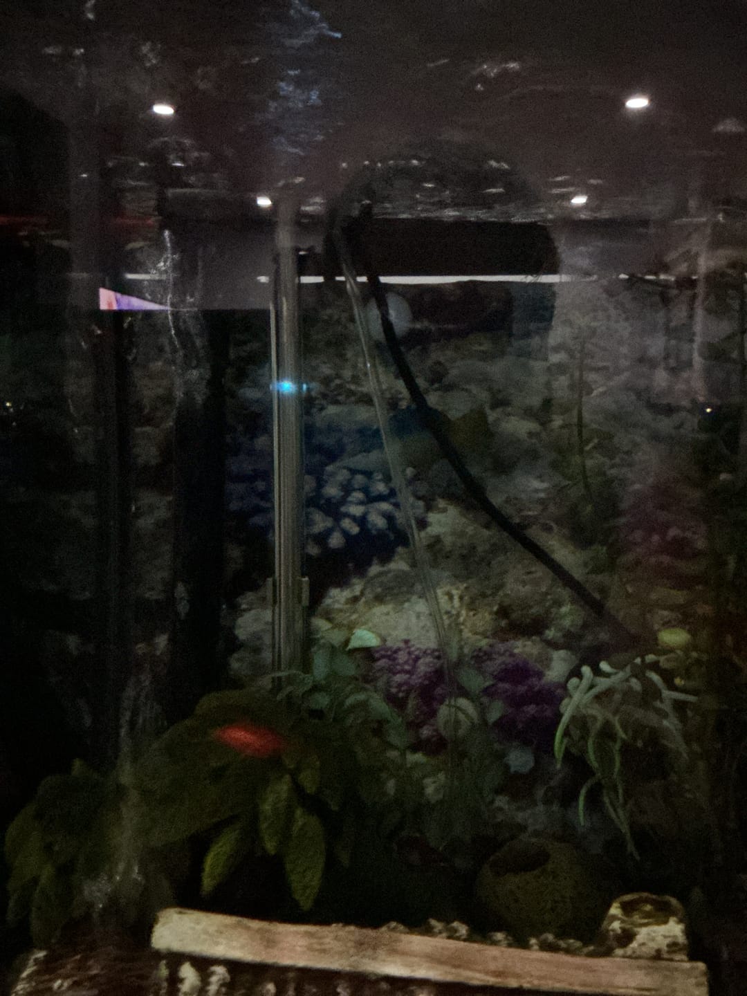 Customer photo review of Fluval M Series Premium Submersible Heater