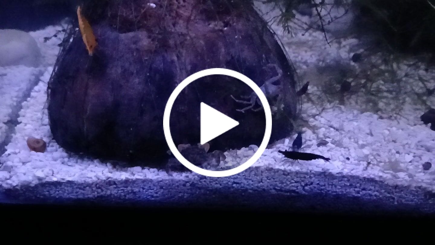 Customer video review of Freshwater Pom Pom Crab (Ptychognathus barbatus)
