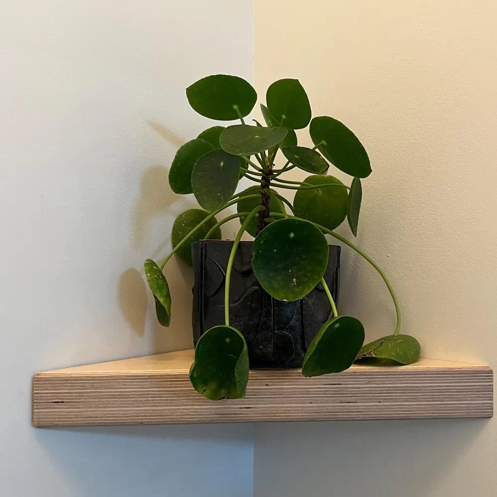 Customer photo review of Baltic Birch Plywood 'Boomerang' Corner Shelf