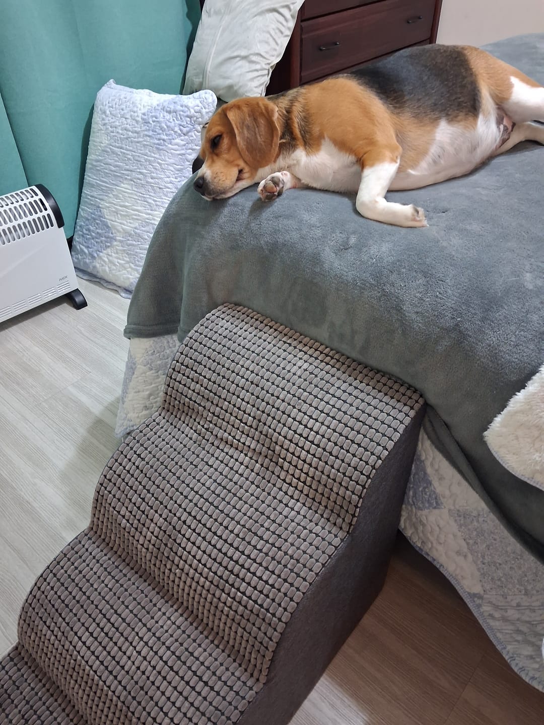 Customer photo review of Rampa Pendiente Suave THE DOGS