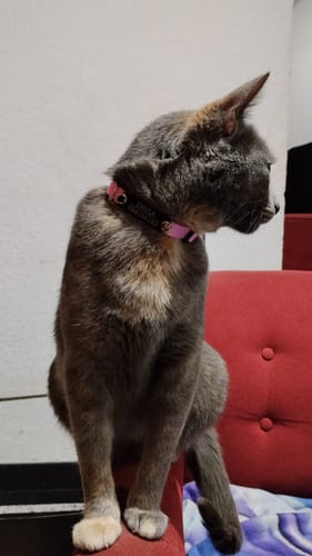 Customer photo review of Pack x3 Collares Remachados para Gato