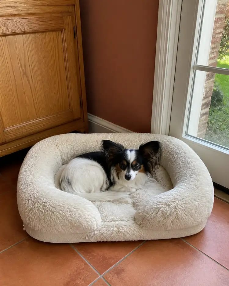 Customer photo review of ComfortCradle Orthopedic Dog Bed
