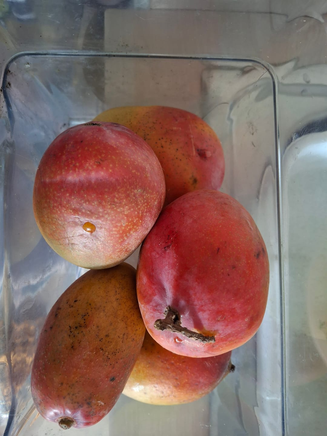 Customer photo review of Mini-Mango Tropigold von Antonio Aktionspreis %