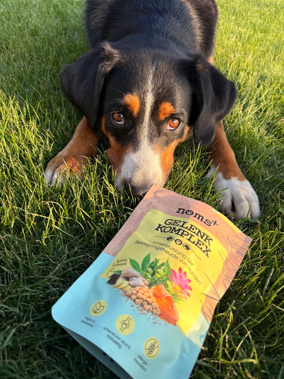 Customer photo review of Gelenk-Komplex für Hunde