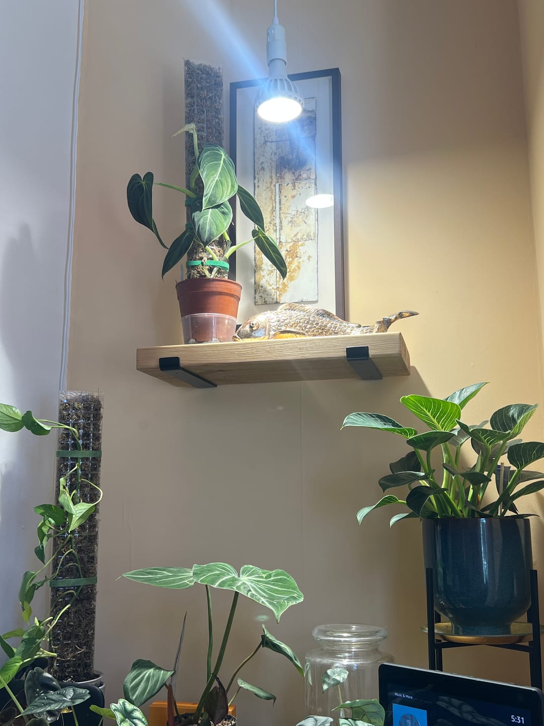 Customer photo review of Pianta Grow Light and Enna Plug-in Ceiling Pendant Bundle