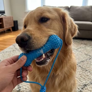 Customer photo review of PearlyPaw™ Dog Teeth Cleaner