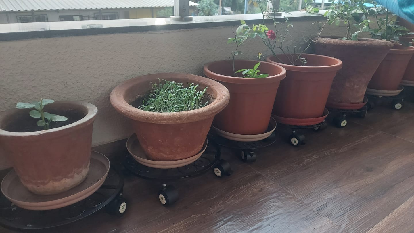 Customer photo review of TryGreen Fyra Wheel Rolling Plant Stand for Planters