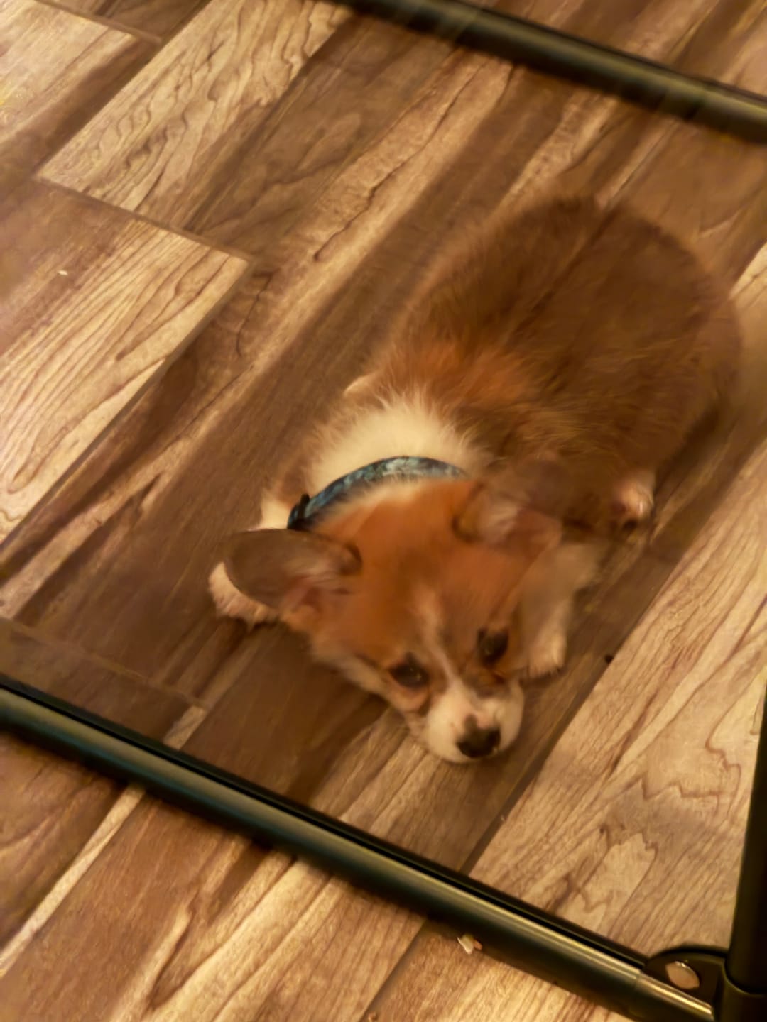 Customer photo review of 27" Tall Medium Lucidium Pet Pen, GUNMETAL - (Unused Return)