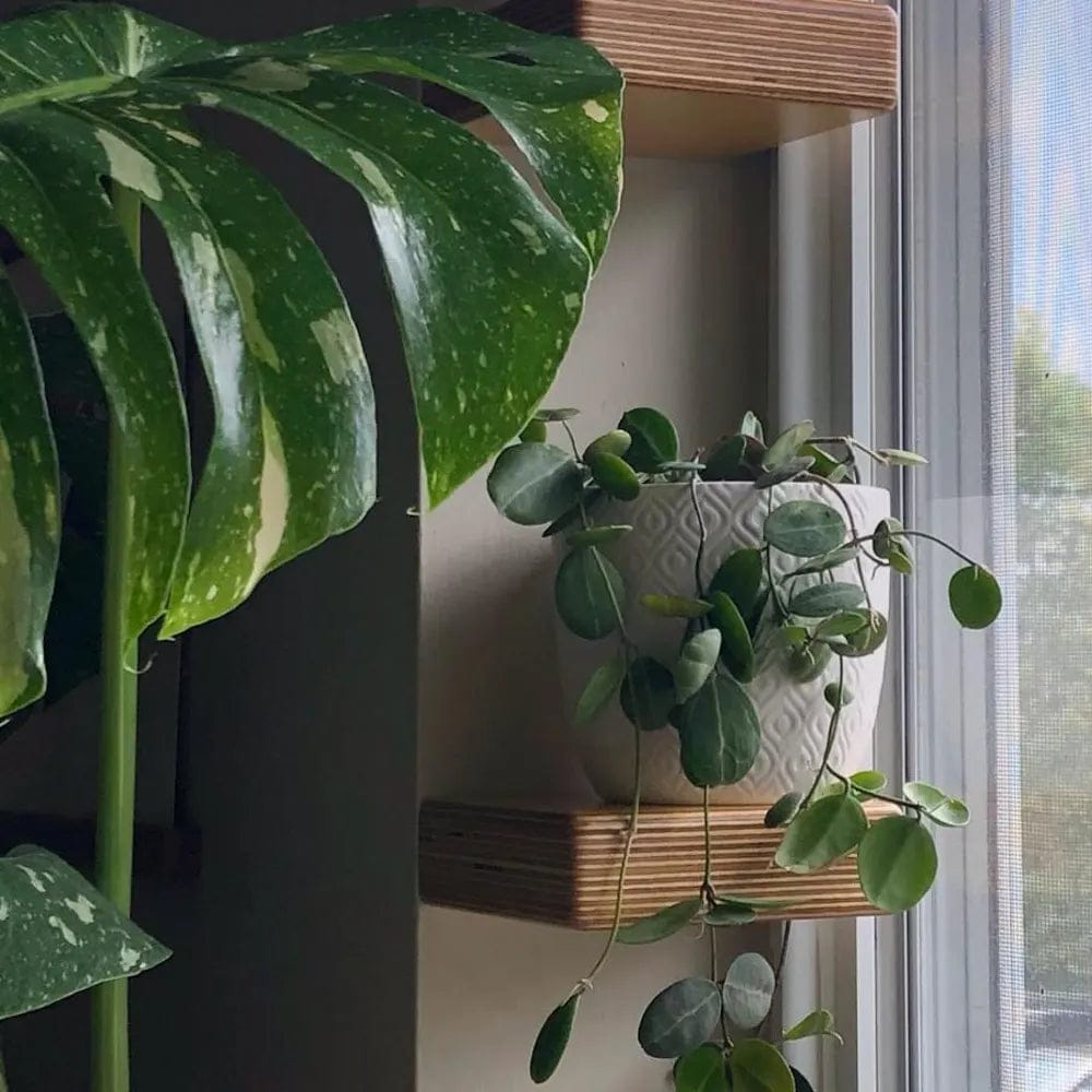 Customer photo review of Set of 3 Slim 'Mini' Floating Display Shelves