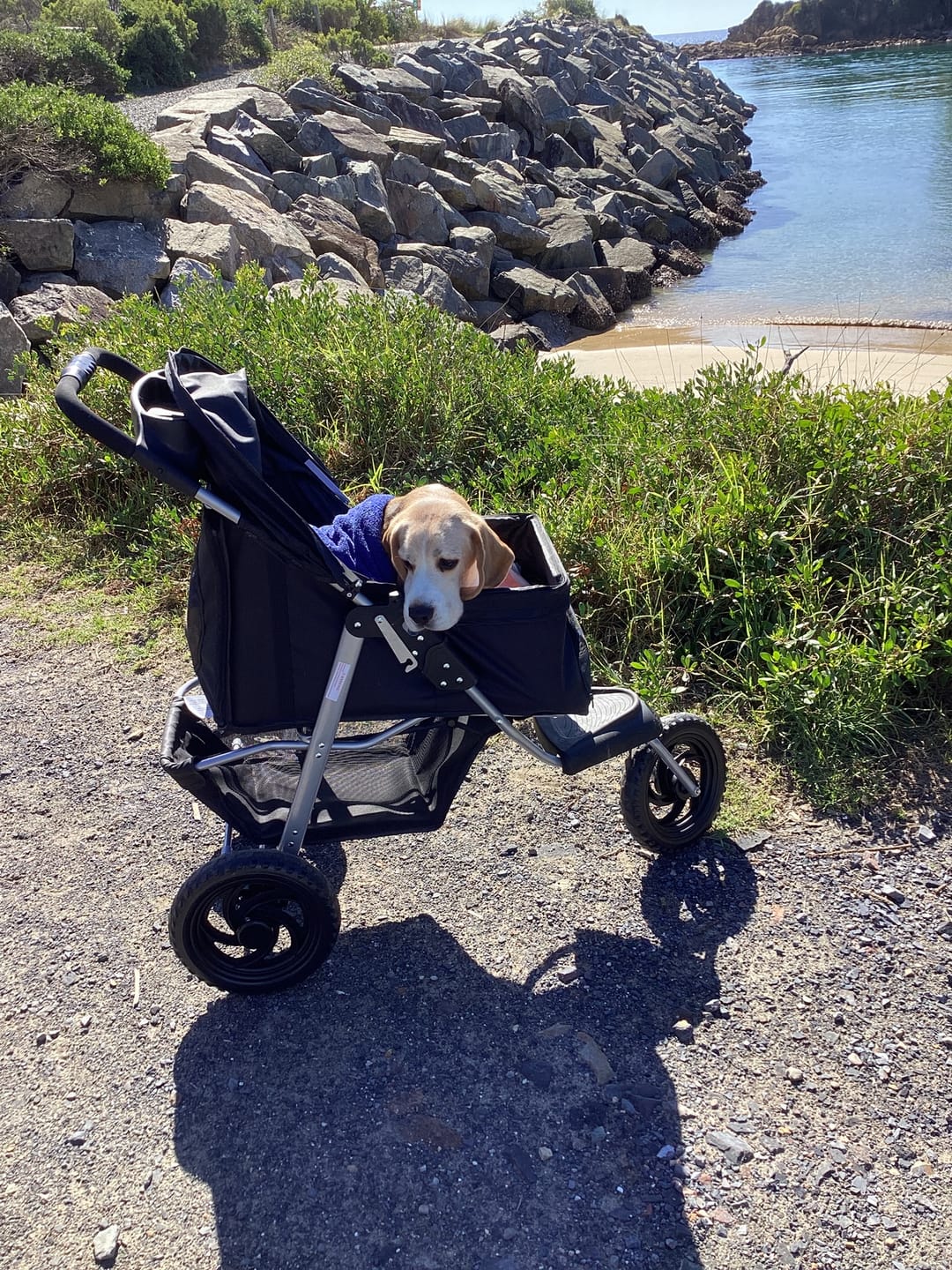Customer photo review of Pet Dog Stroller Pram - Black