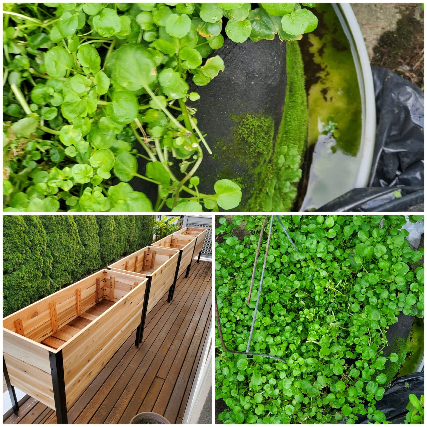 Customer photo review of 18" x 48" Raised Garden Bed - 30" TALL / Garden Grade