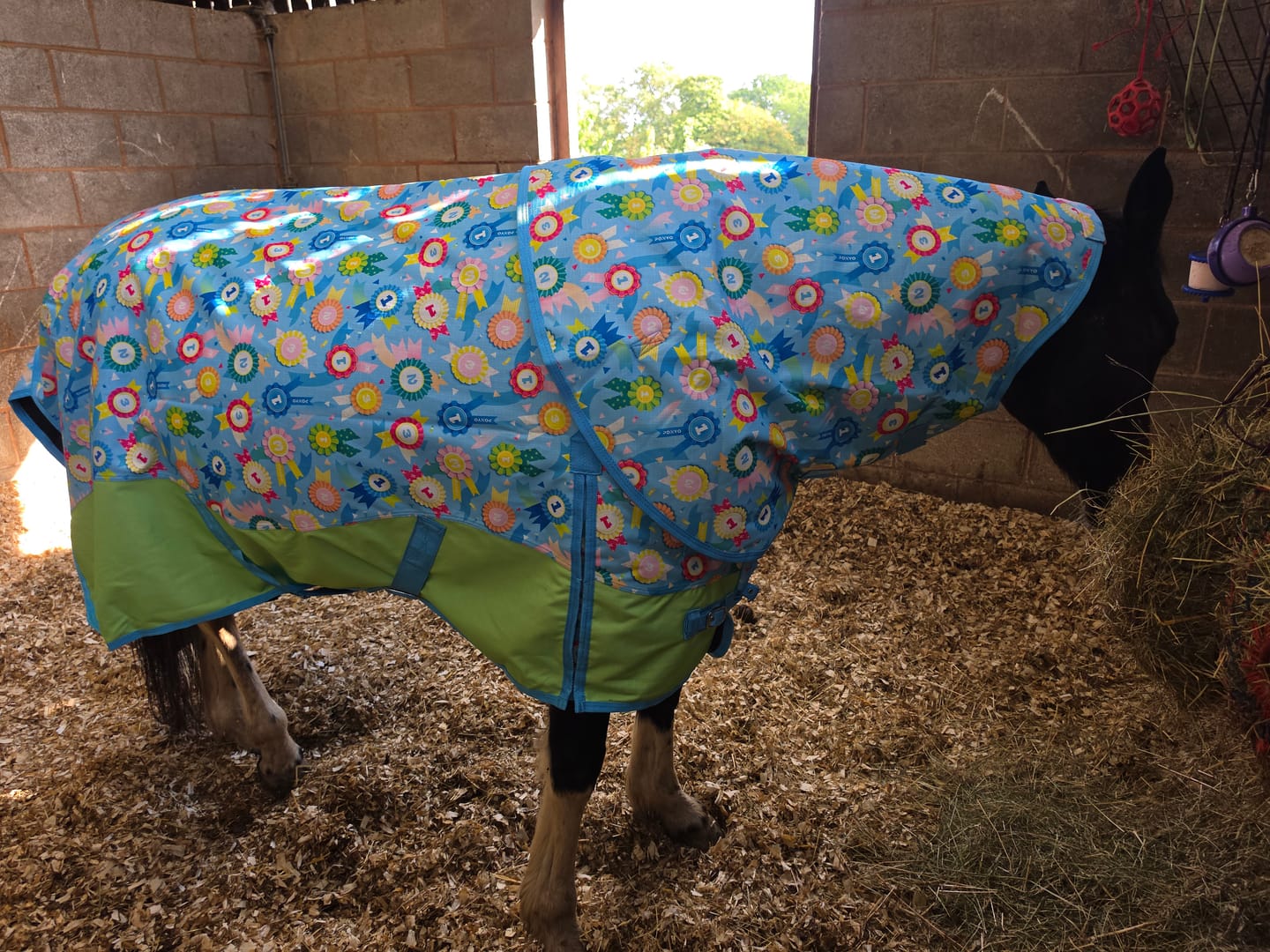 Customer photo review of Champion Turnout Rug