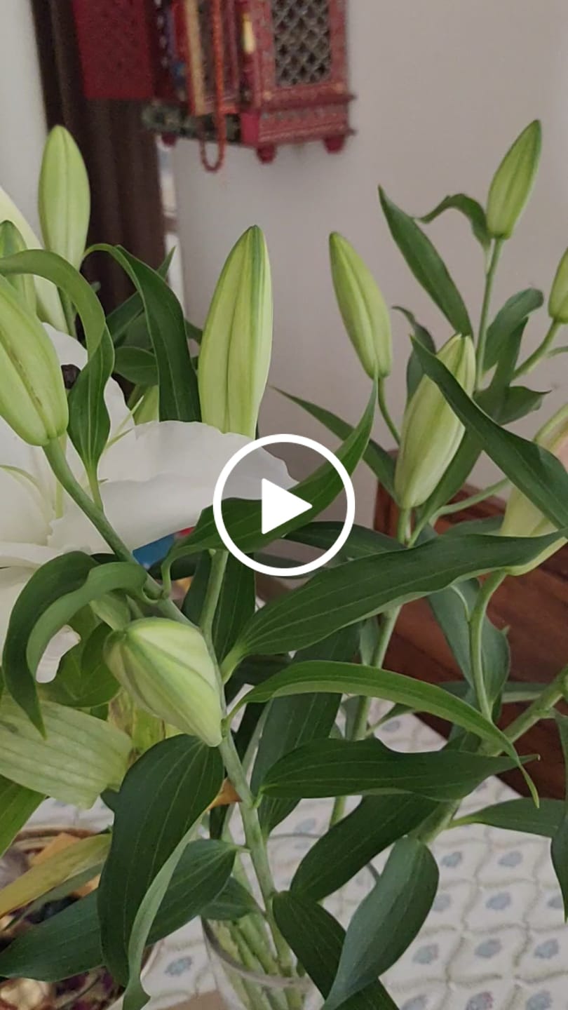 Customer video review of Oriental Lily