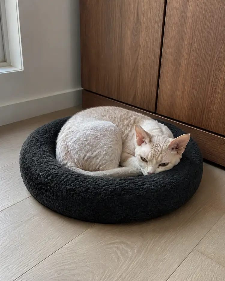 Customer photo review of PlushNest Orthopedic Pet Bed