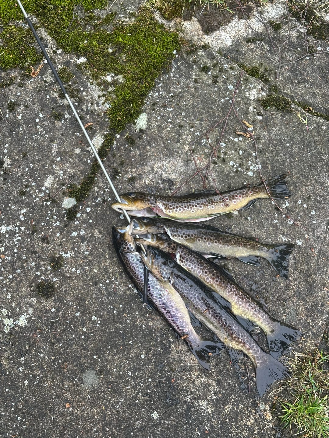 Customer photo review of Chimera Ørretsett