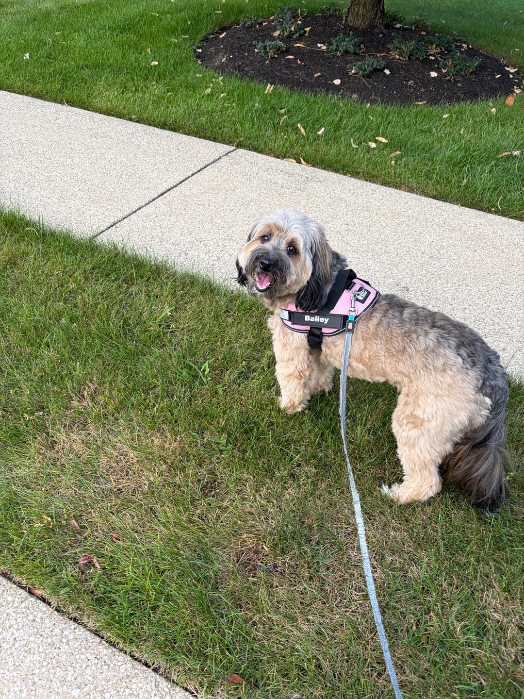 Customer photo review of Personalized Dog Harness