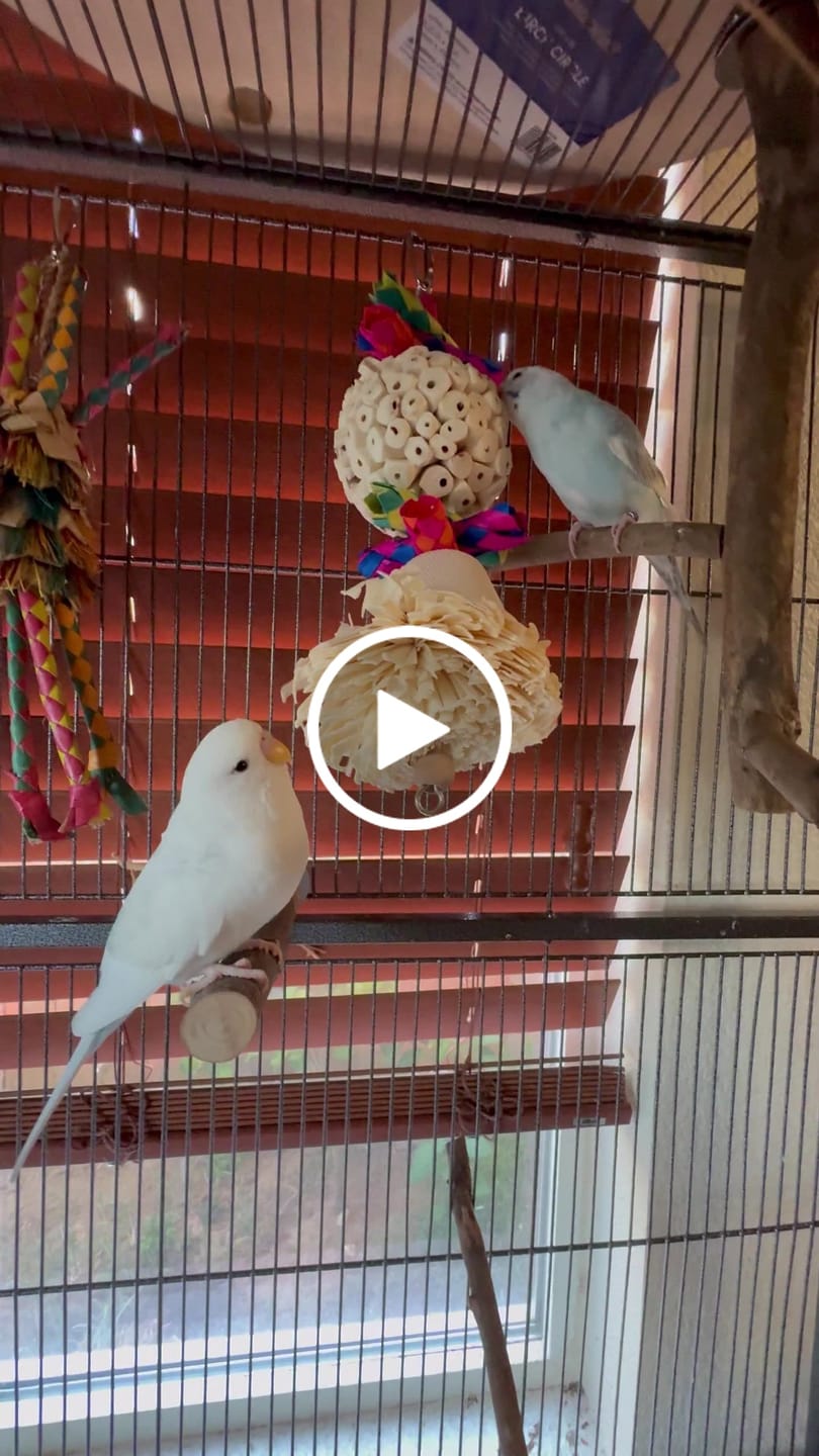 Customer video review of Foraging Flat Bird Toy (BYOT) – Interactive Treat Hide & Shredding Tray for Parrots, Conures, Cockatiels