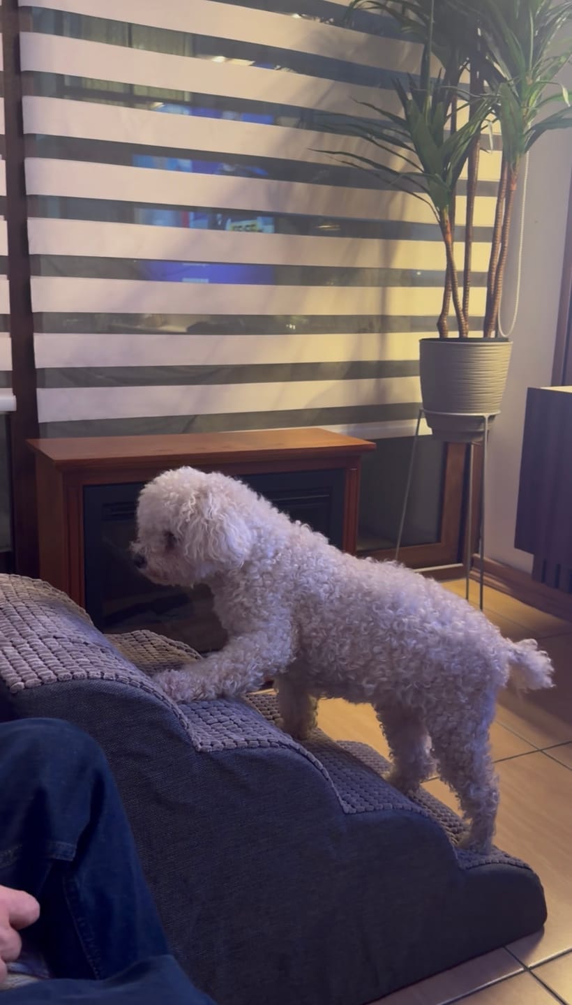 Customer photo review of Rampa Pendiente Suave THE DOGS