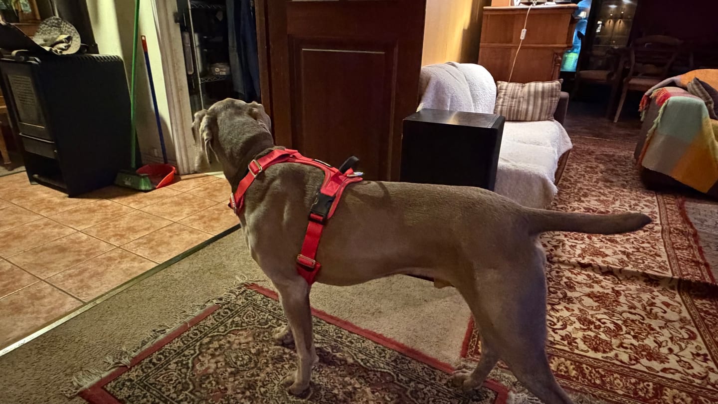 Customer photo review of Arnés Aerosport para Perros - Street Dogs - Red