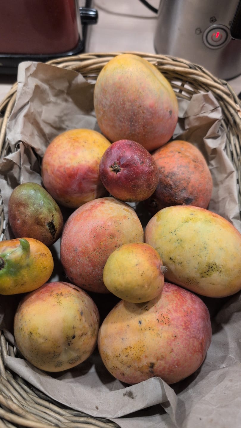 Customer photo review of Mini-Mango von Juan 3kg Retterbox %